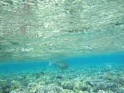 DSCF0603