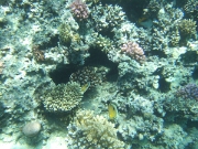 DSCF0607
