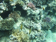 DSCF0608