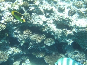 DSCF0609