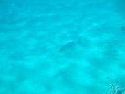 DSCF0611