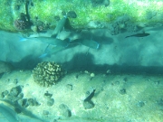 DSCF0618