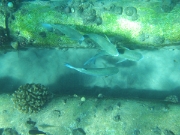 DSCF0619