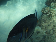 DSCF0630