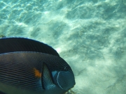 DSCF0632
