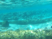 DSCF0639