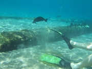 DSCF0646