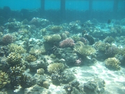 DSCF0648
