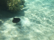 DSCF0660