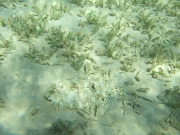 DSCF0662