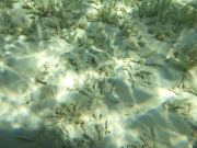 DSCF0663