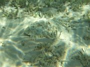 DSCF0664
