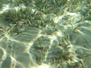 DSCF0666