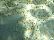 DSCF0667