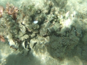DSCF0681