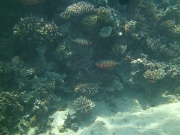 PICT0051