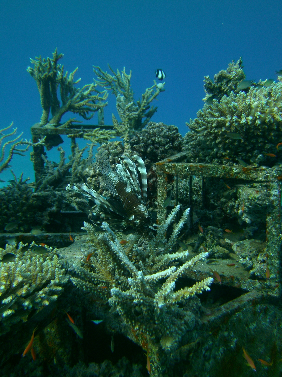 PICT0098.JPG