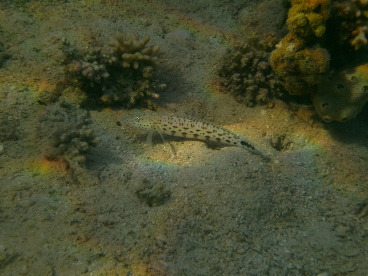 PICT0173.JPG