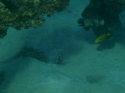 PICT0071