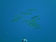 PICT0094