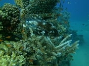 PICT0097