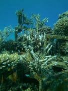PICT0099