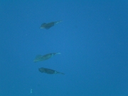 PICT0154
