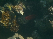 PICT0181