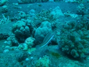 PICT0249