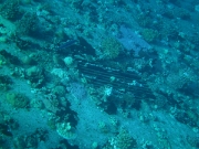 PICT0256