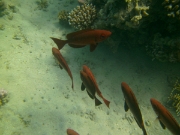 PICT0443
