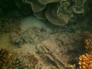 PICT0463