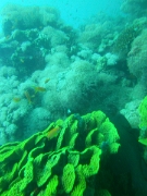 PICT0500