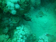 PICT0518