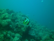 PICT0525