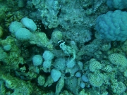 PICT0600