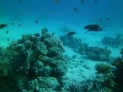 PICT0620