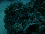 PICT0739
