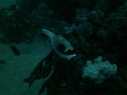 PICT0901