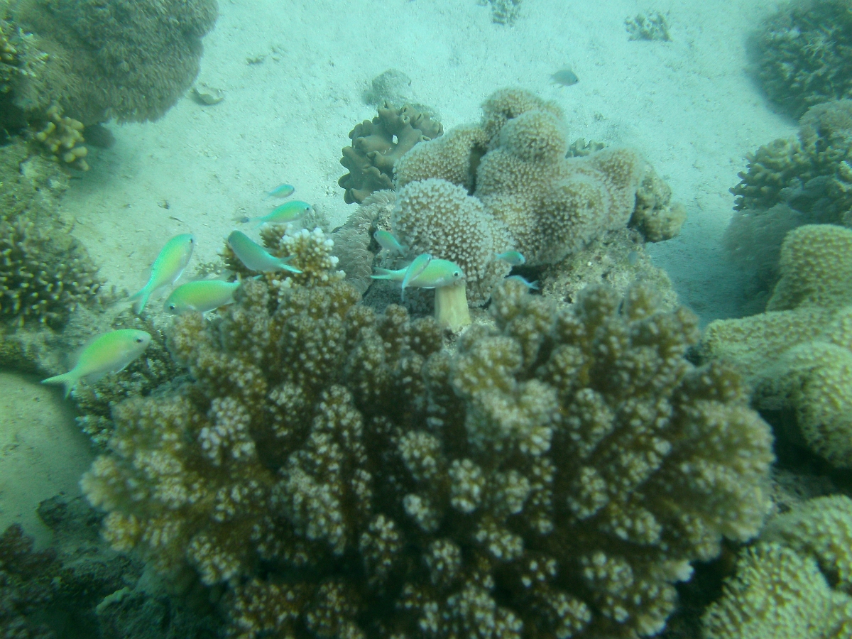 PICT0968.JPG