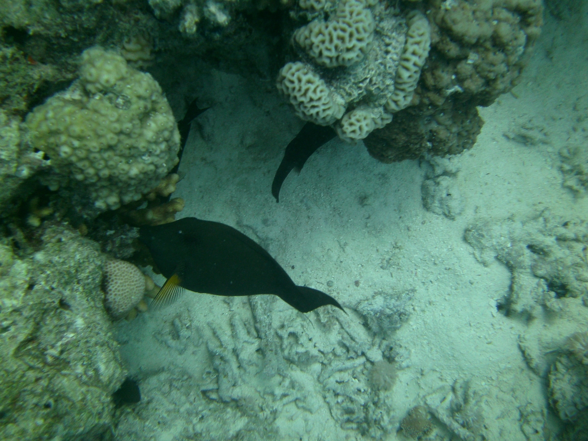 PICT0971.JPG