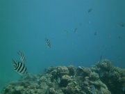 PICT0919