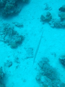 DSCF0709