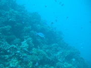 DSCF0710