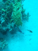 DSCF0727