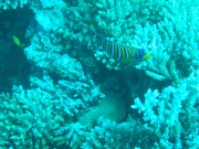 DSCF0732