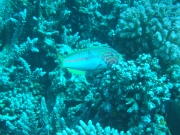 DSCF0734