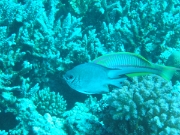 DSCF0735