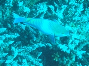 DSCF0740