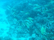 DSCF0744